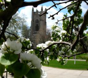 bell tower framed by blossoming tree branches