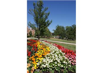colorful flower bed alongside a campus walkway