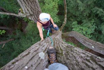 A person climbing a tree with safety gear, viewed from above, showing the forest below.