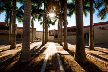 sunlight filtering through palm trees on walkway