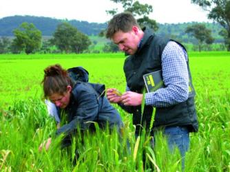two people examining crops in a field